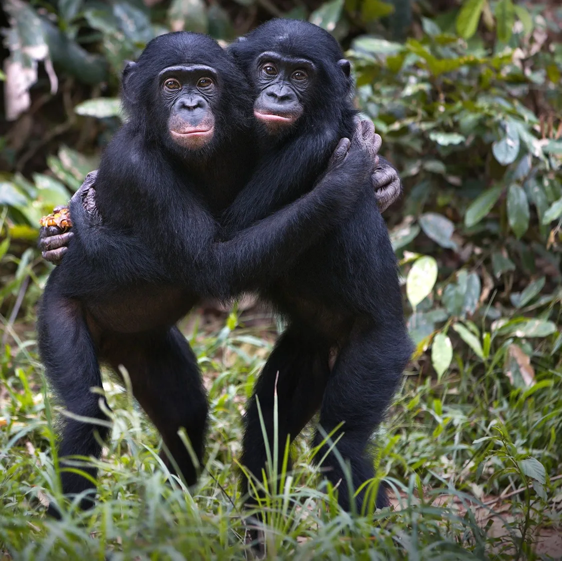 Biodiversité - Amour chez les Chimpanzés nos cousins