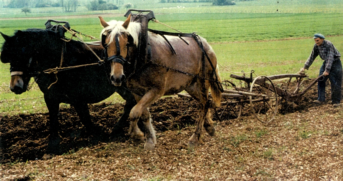 Énergie - Traite des animaux - Labours