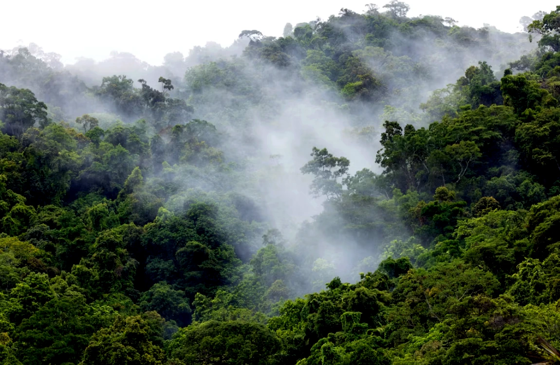 Brume exalée par la forêt