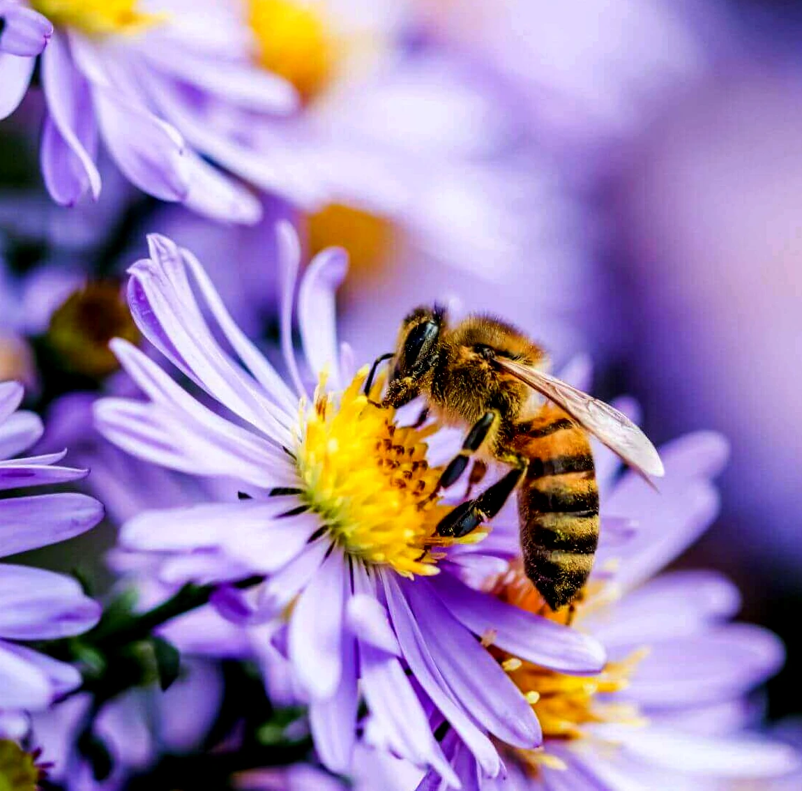 Biodiversité - Insectes pollinisateurs - Abeille