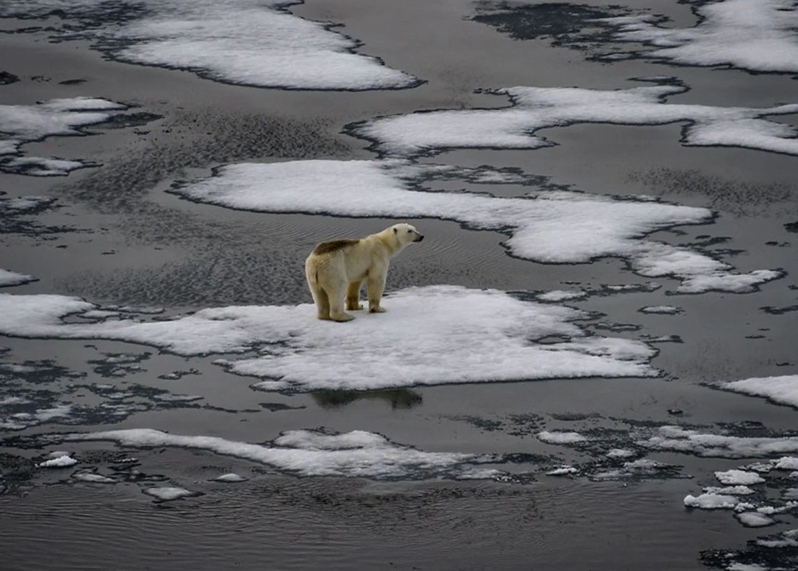 le plafond du réchauffement climatique - Ours blanc meurt en Arctique
