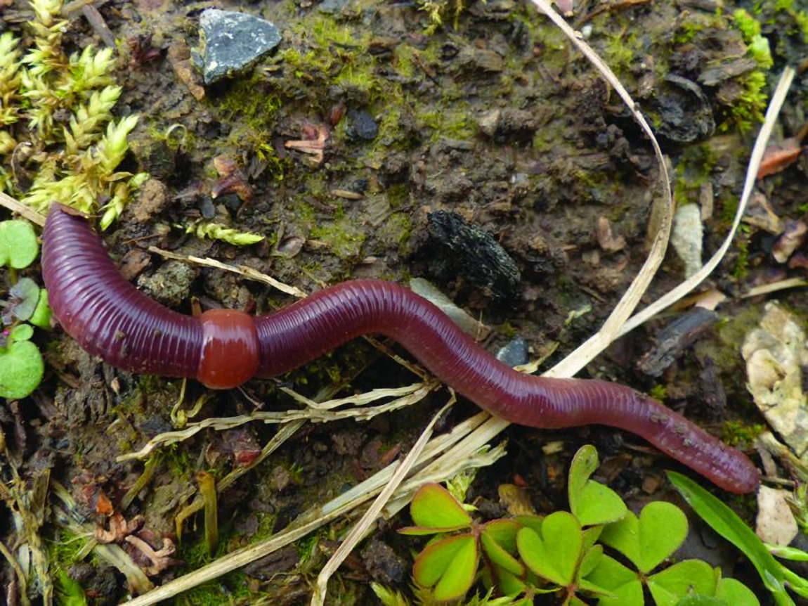 Ver de terre, Racines, Sols vivants, biodiversité souterraine et contraintes biosphériques